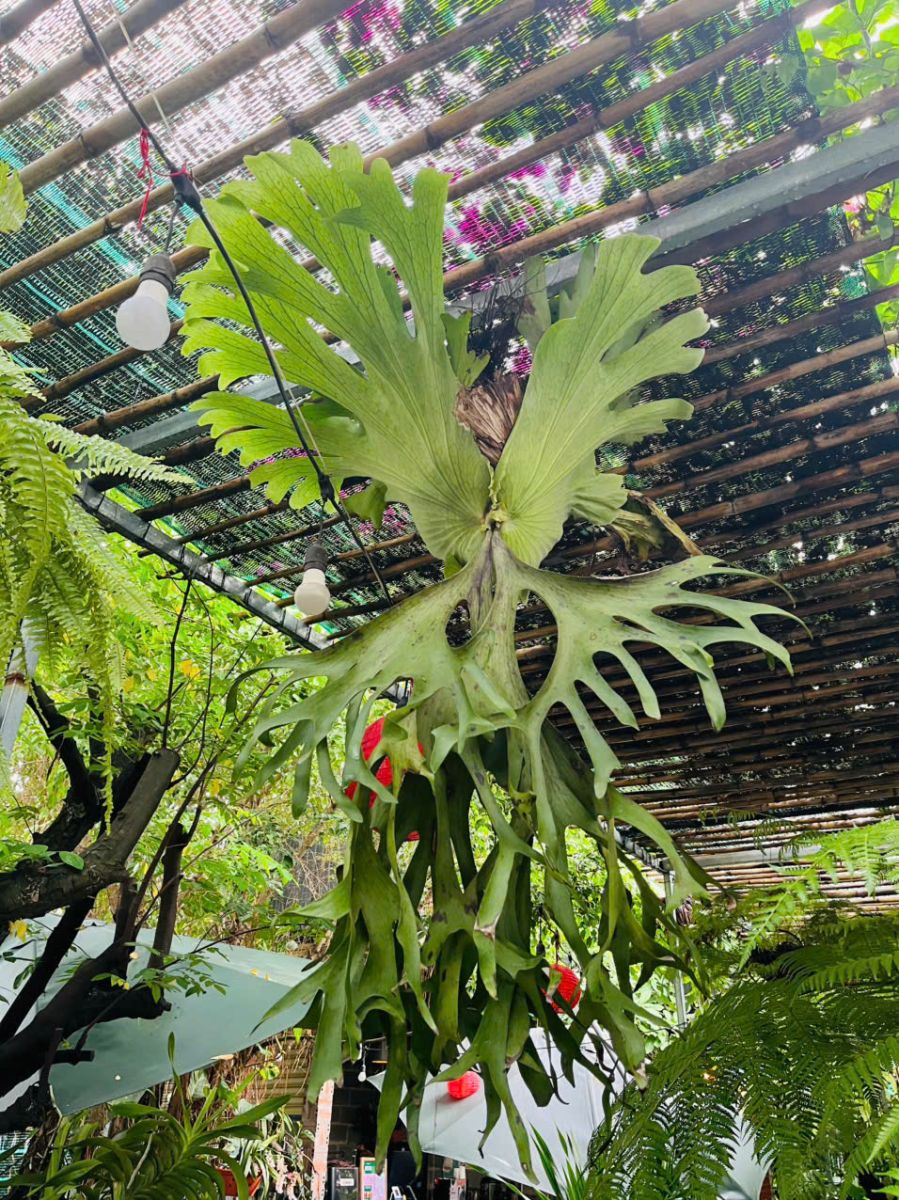 Cây sừng huơu mang vẻ đẹp nghệ thuật