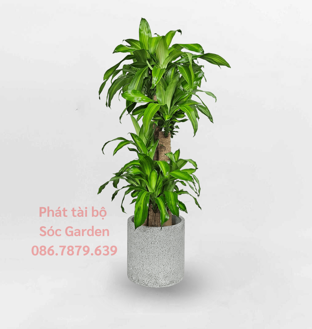 cây phát tài bộ mang lại tài lộc cho gia chủ