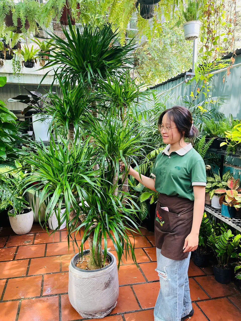 Cây Phát Tài Núi nhiều thân Quà Tặng Cao Cấp