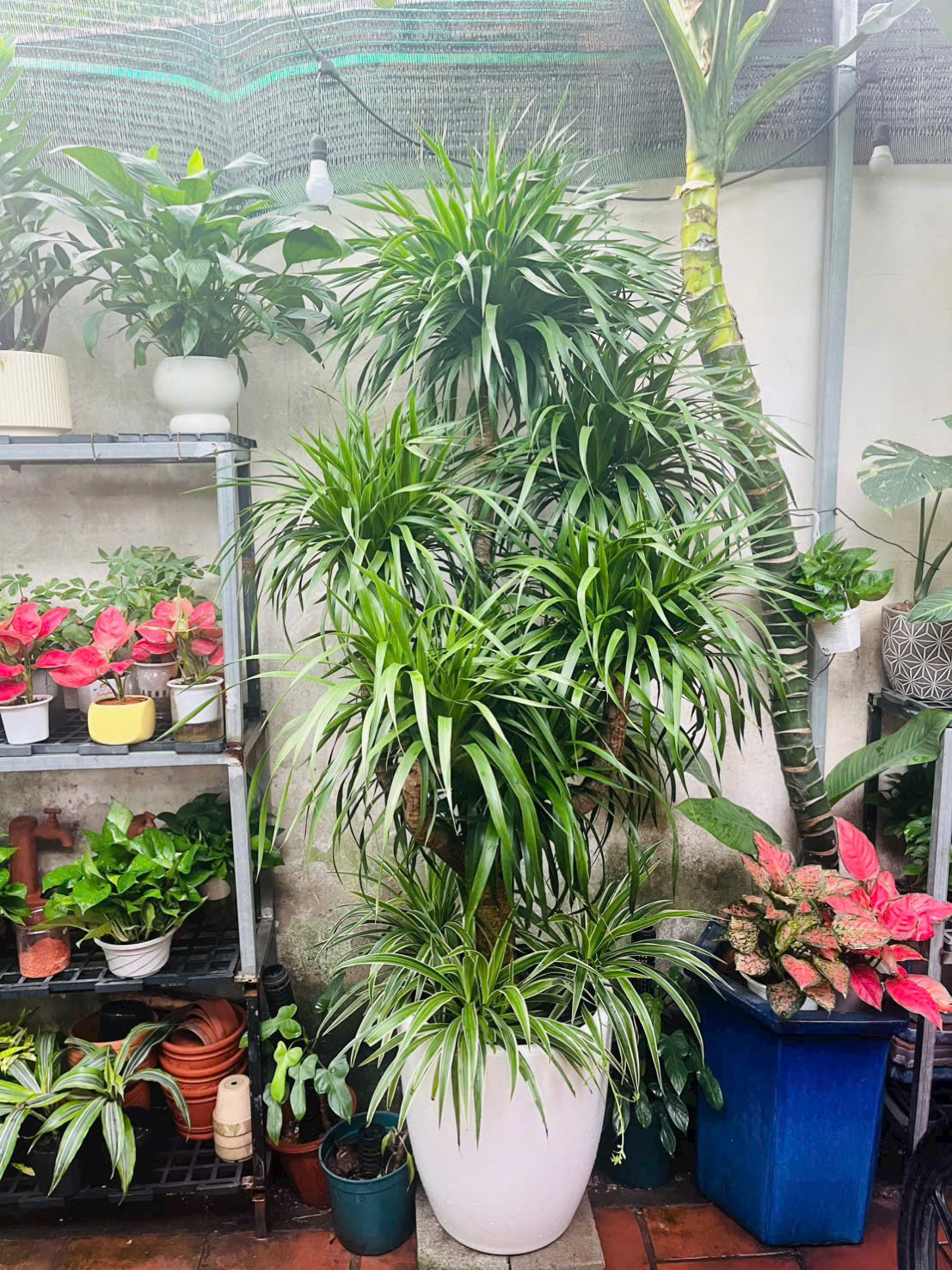 CÂY XANH CHO SẢNH CÔNG TY