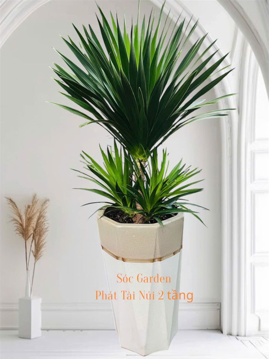 Cây Phát Tài Núi 2 Tầng – Món Quà Khai Trương May Mắn