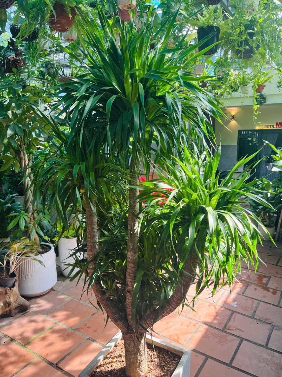 Đặc Điểm Hình Thái Nổi Bật Của Cây Phát Tài Gốc Cao 1,8m