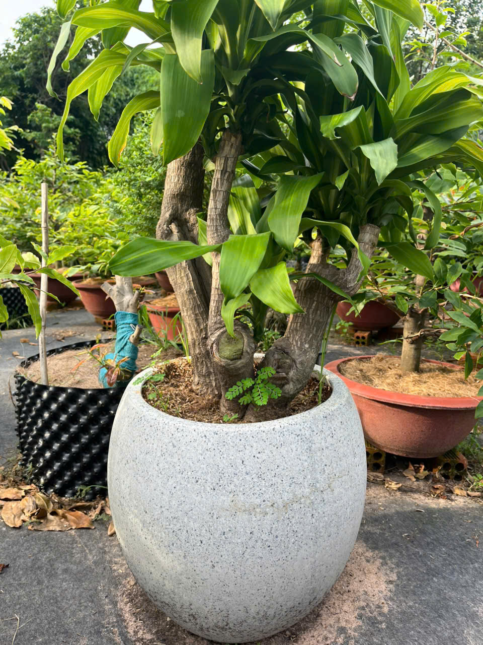 Cây Phát Tài Gốc sang trọng - xanh mát