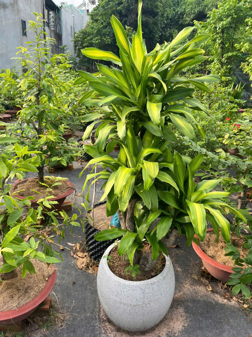 Cây Phát Tài Gốc sang trọng - xanh mát