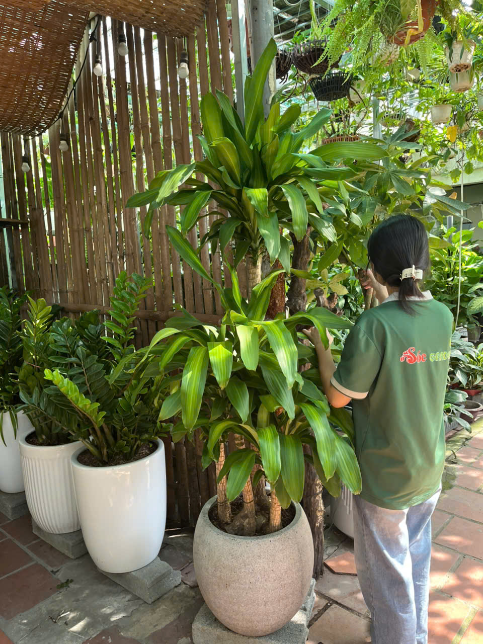 Cây Phát Tài Gốc sang trọng - xanh mát