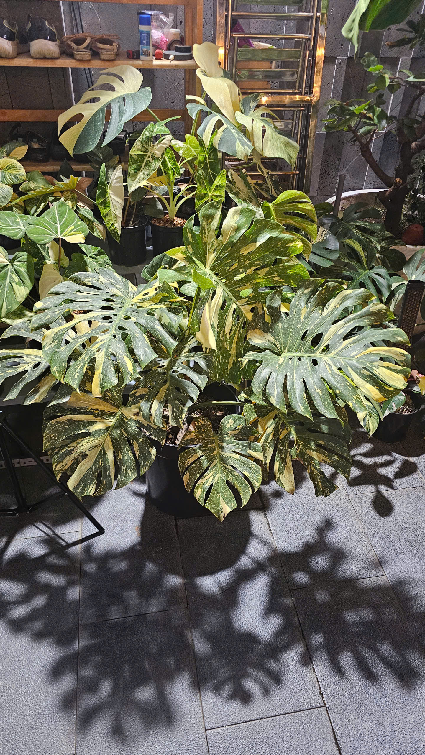 Monstera Thai Constellation