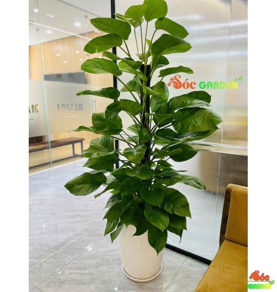 Cây trầu bà cột sống tốt quanh năm