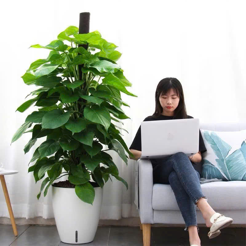 chậu bom nhựa trồng trầu bà cột trong nhà 