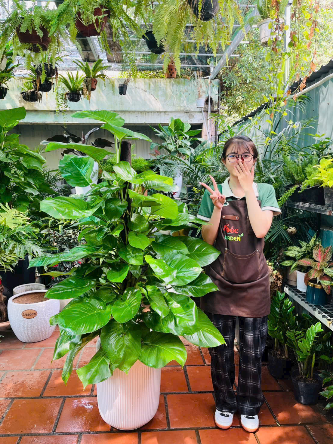 Cây trầu bà