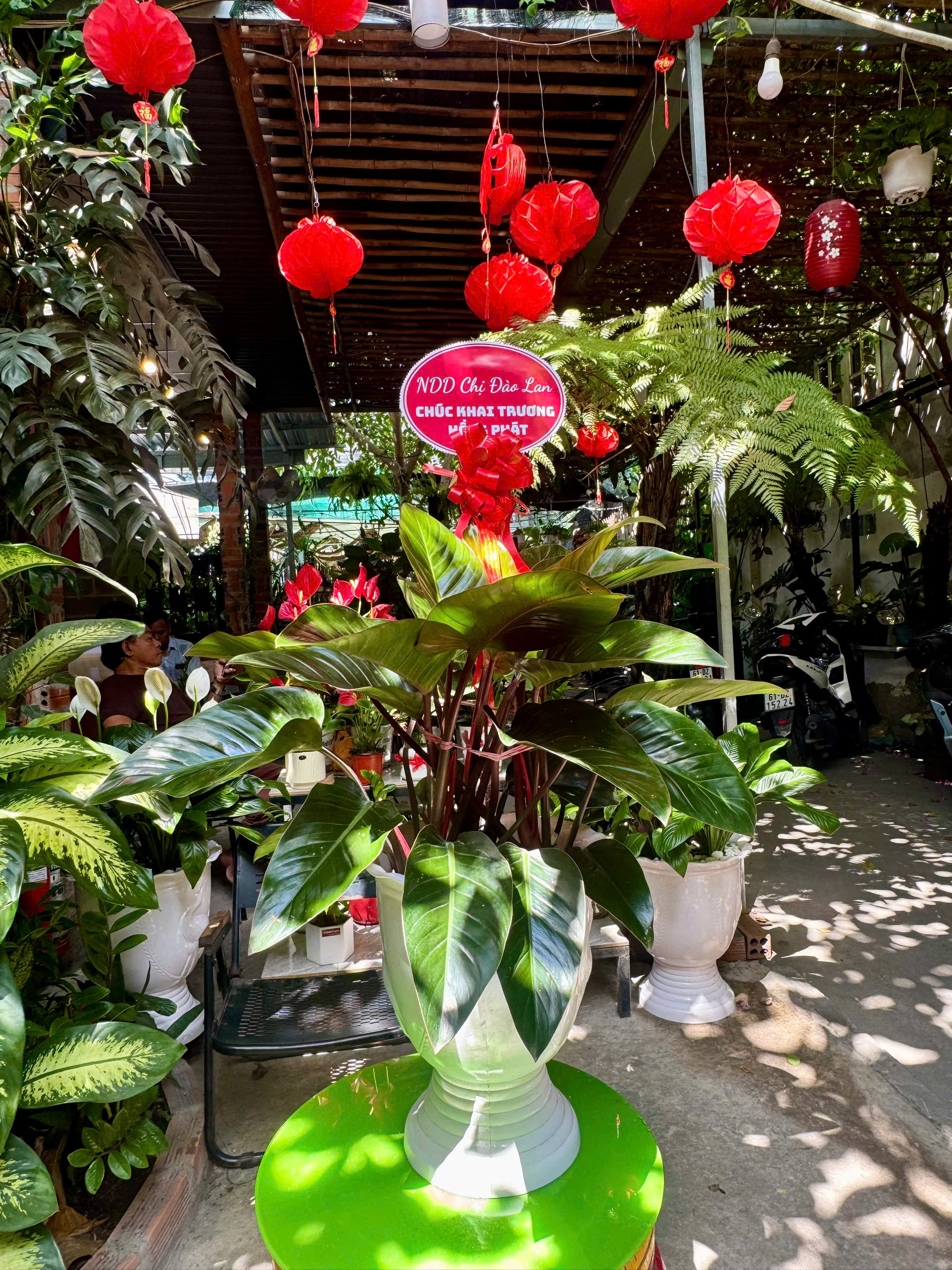 CÂY TRẦU BÀ ĐẾ VƯƠNG BIỂU TƯỢNG CỦA QUYỀN LỰC BỀN VỮNG