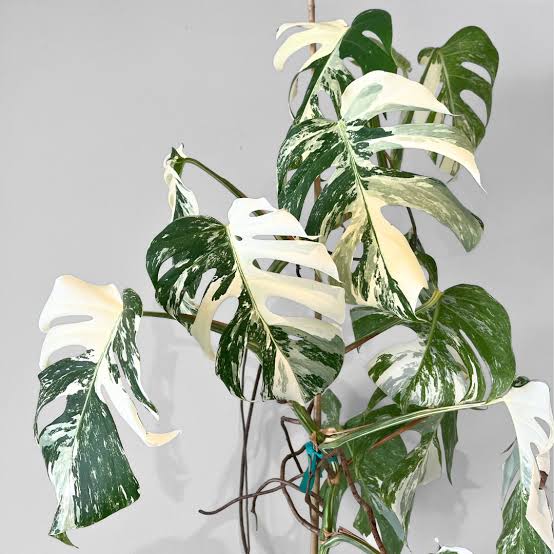 Monstera Albo Variegata