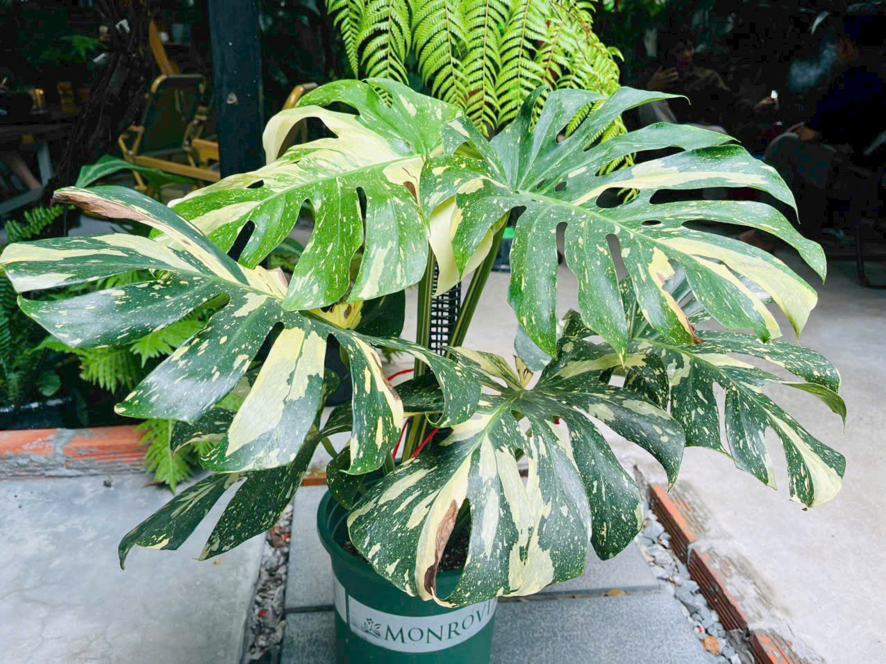 Monstera Thai Constellation - Chòm sao lấp lánh trong đêm