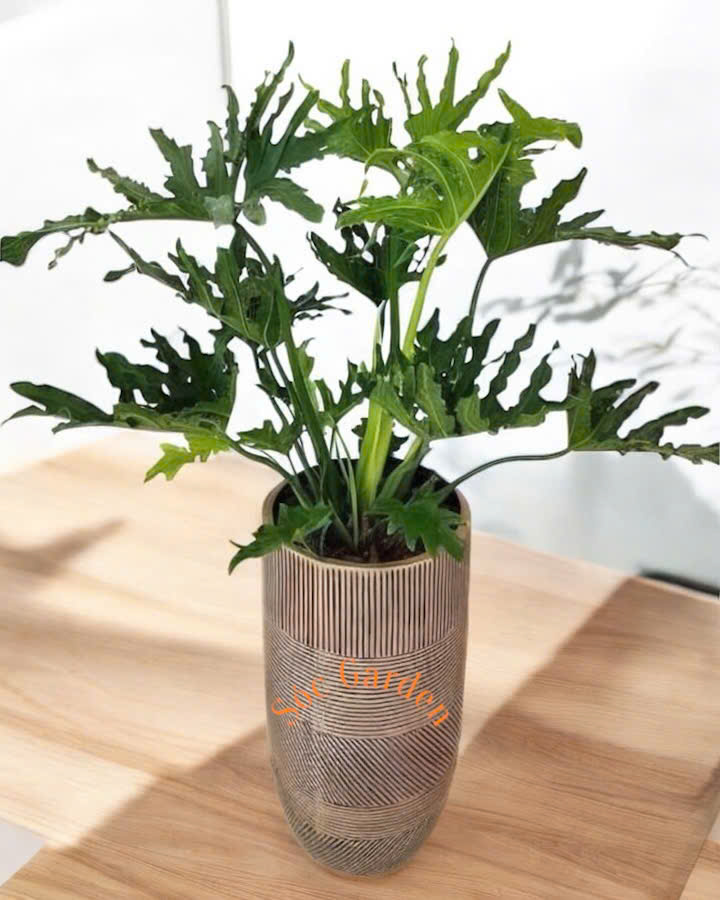 Mang lại vẻ đẹp thẩm mỹ, thu hút tài lộc và xua đuổi tà khí