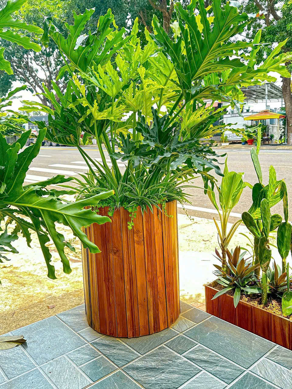 Cây Trầu Bà Thanh Xuân hay còn gọi là Trầu Bà Lá Xẻ