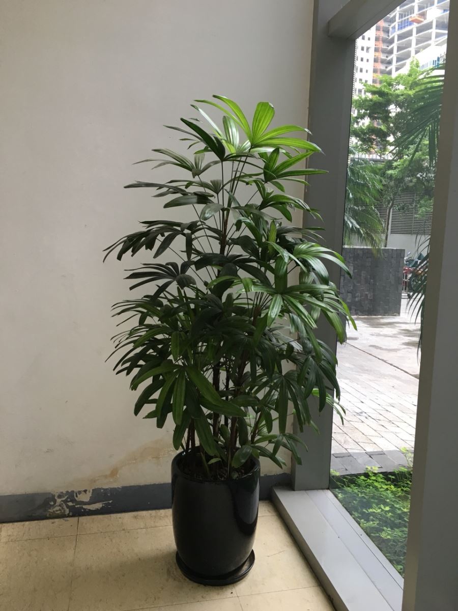 Khả năng lọc sạch không khí vượt trội