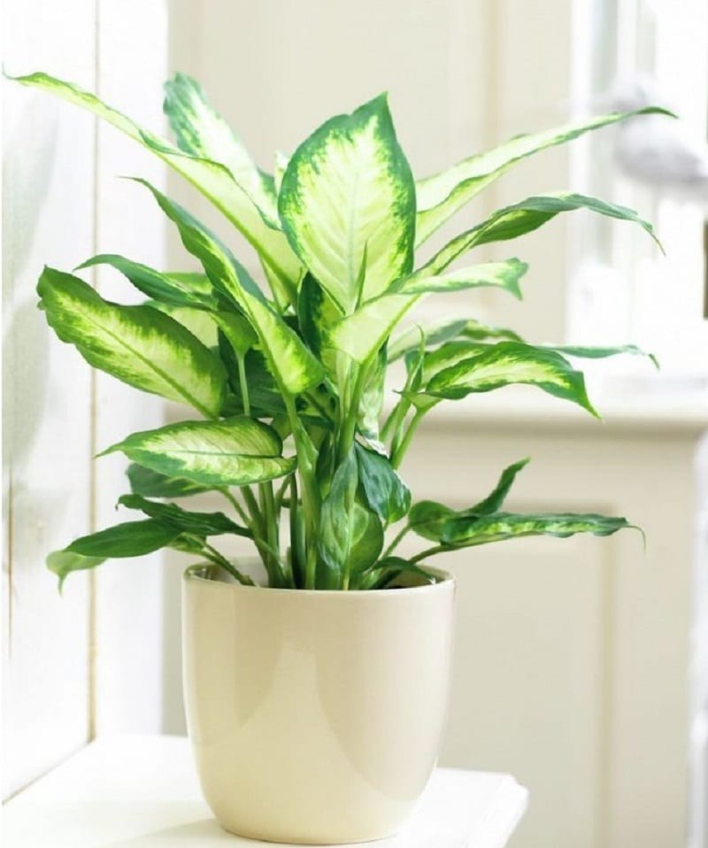 Cây văn phòng tốt cho sức khỏe