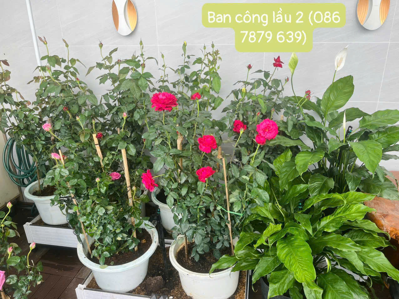 Vườn cây mini trồng ban công