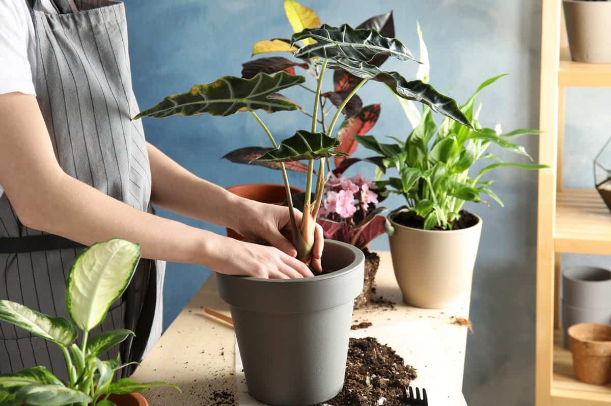 Trồng cây xanh chữa lành