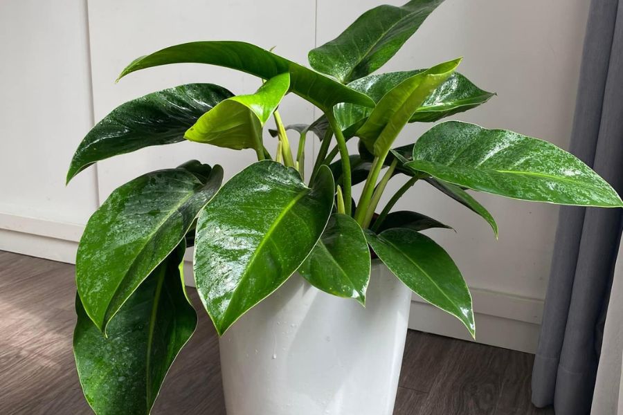 Cây Trầu Bà Đế Vương Xanh– Biểu Tượng Của Quyền Lực