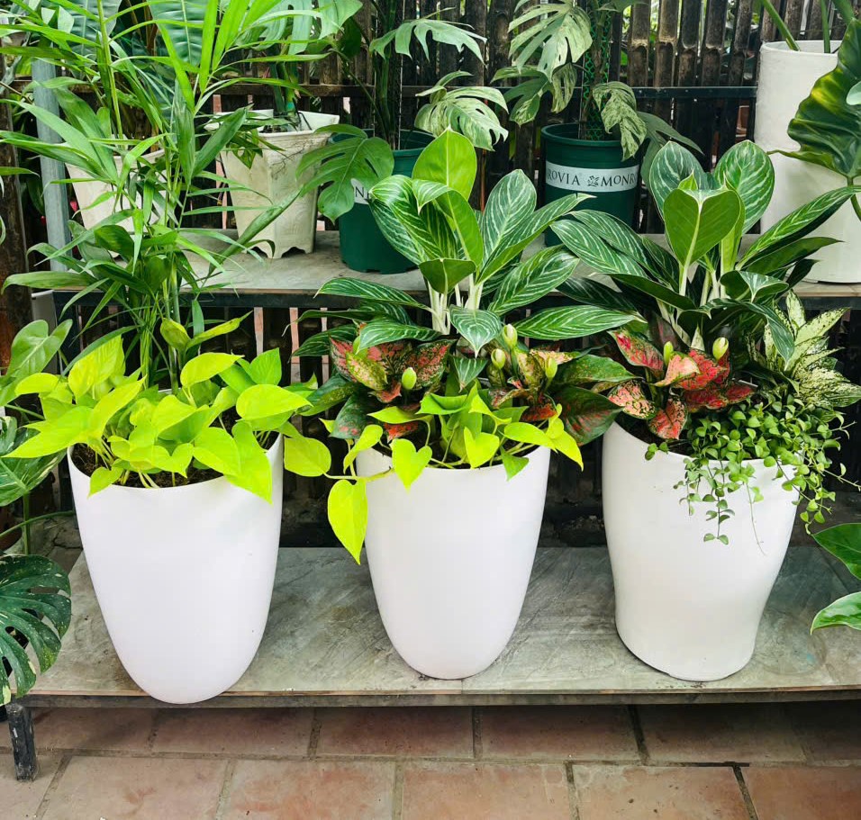 Chậu ống trắng chân ly là một ví dụ điển hình cho sự tinh tế 