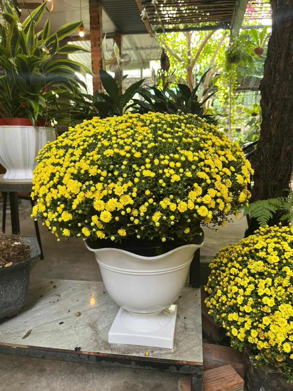 Chậu Ly Chân Vuông Bèo 350x300x180 Cm