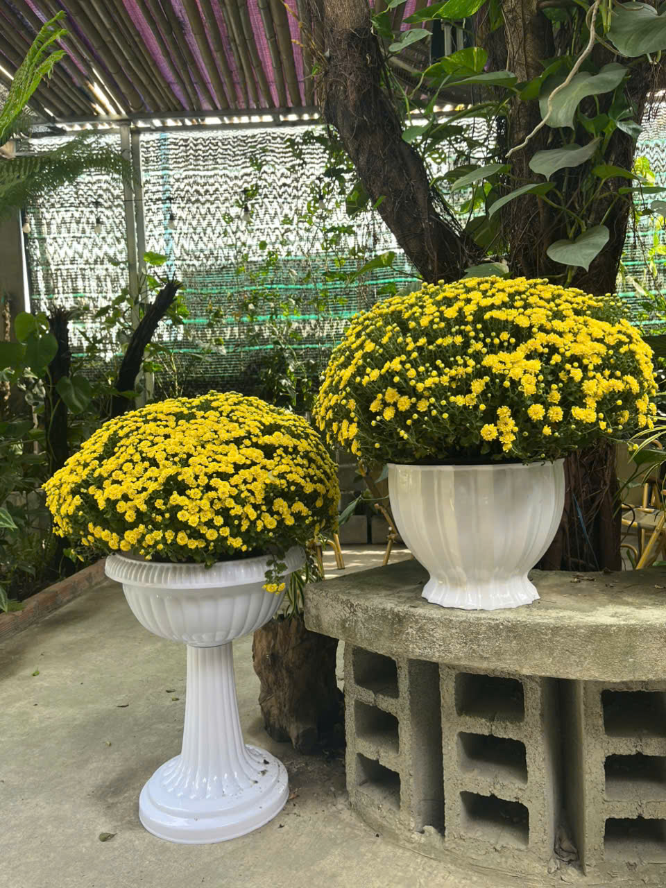 Chậu Ly Lớn Trung 450x600 Cm