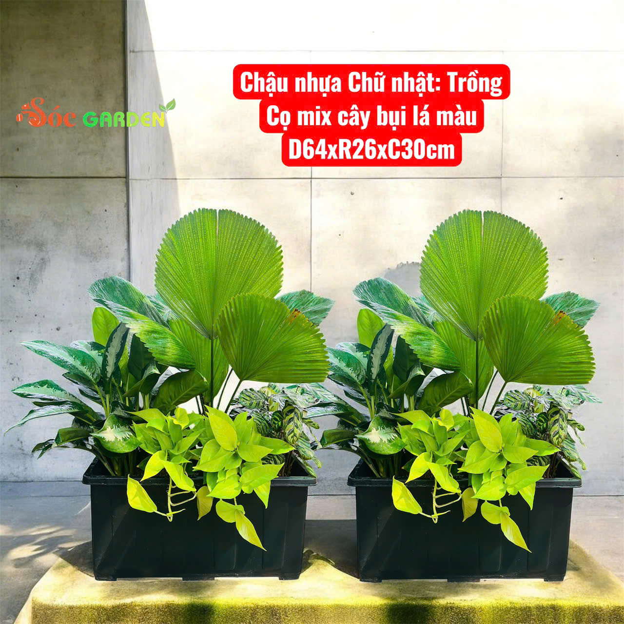 chậu nhựa chữ nhật trồng cây bụi 