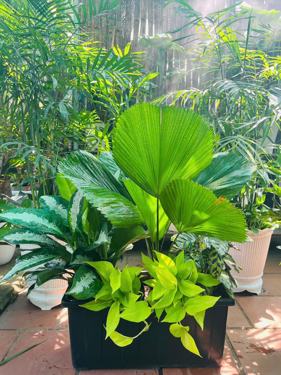  chậu có thể trồng một vài cây văn phòng có kích thước trung bình 