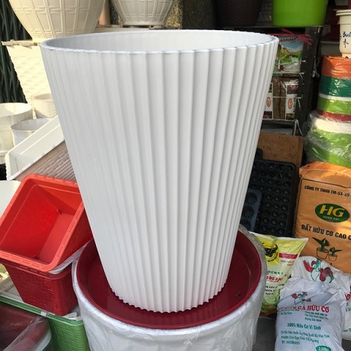 Chậu gân sọc đứng màu trắng