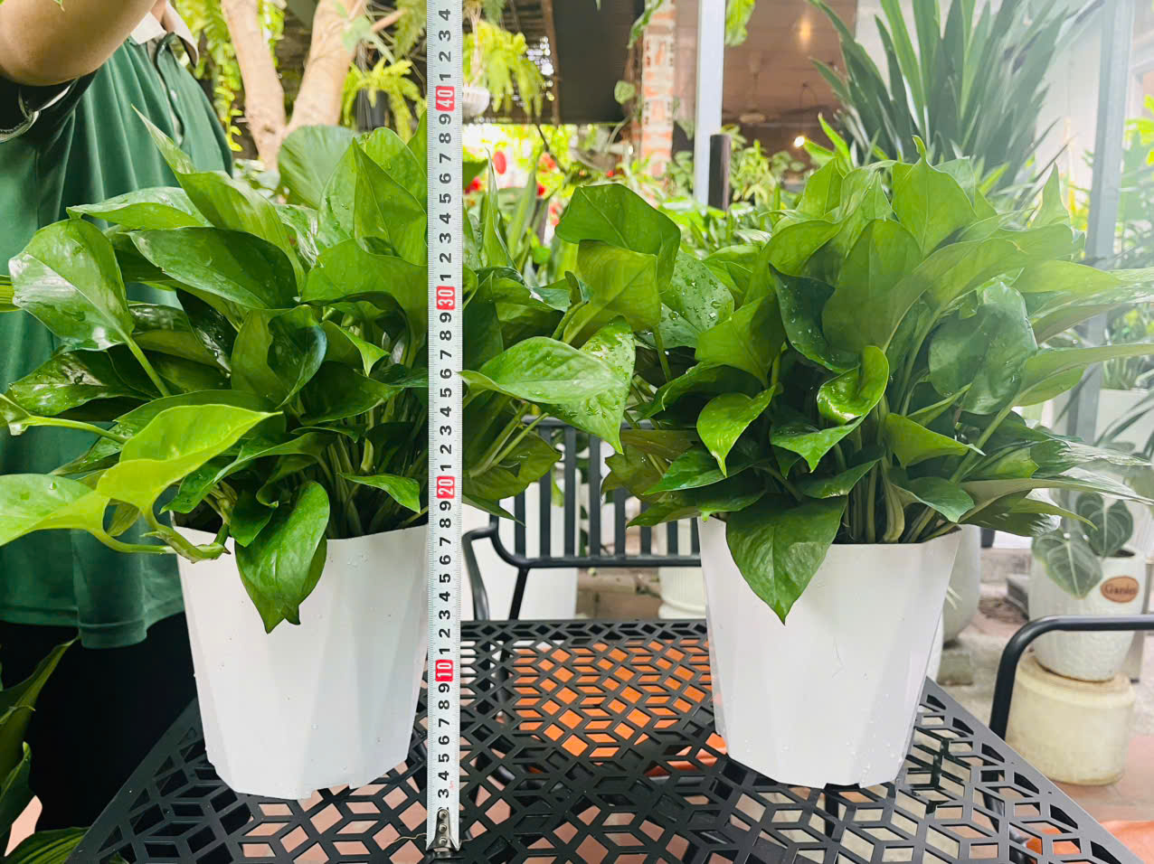 Chậu nhựa kim cương trồng trầu bà 