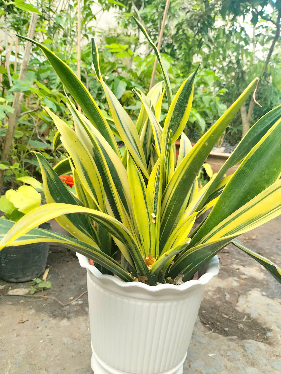 Chậu nhưa 3 chân trồng cây lưỡi hổ