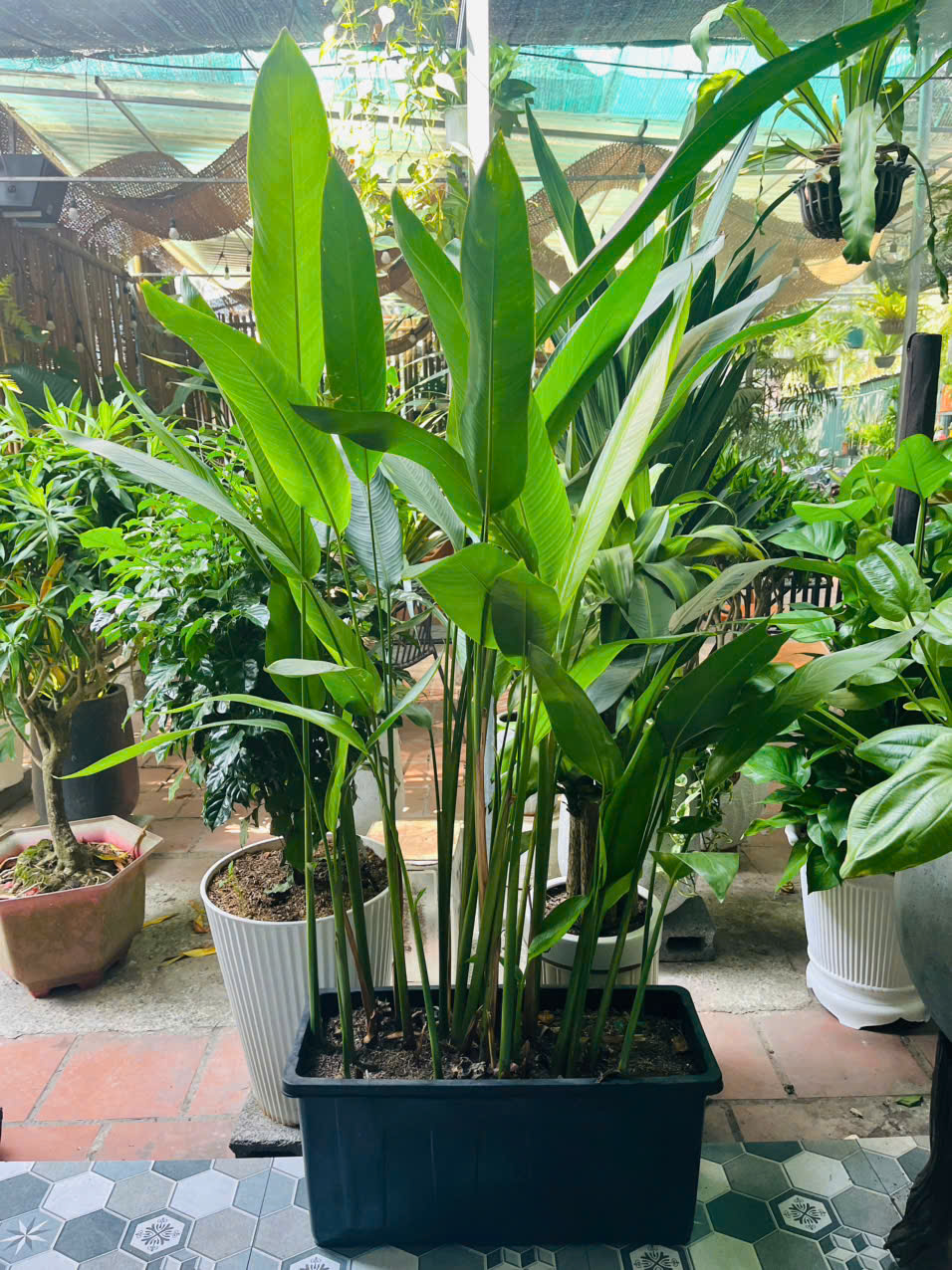 chuối mỏ két ưa ẩm