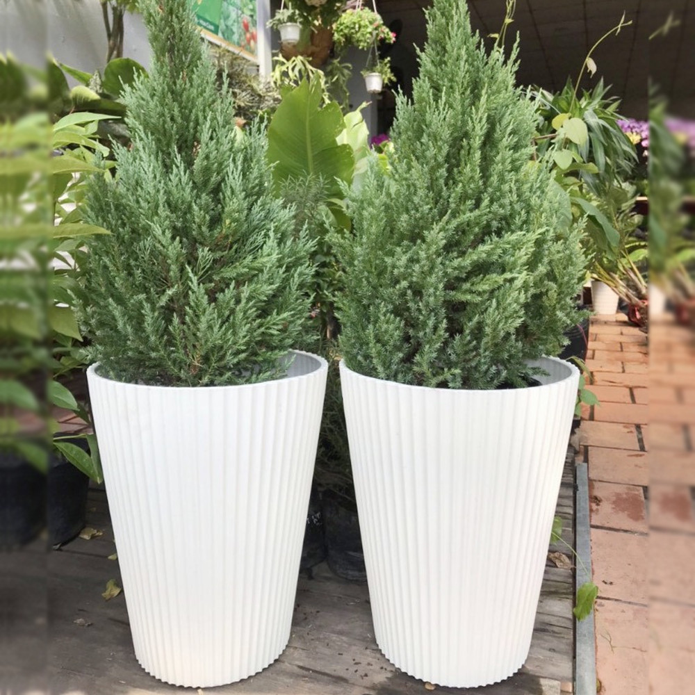 Chậu gân sọc đứng trồng cây