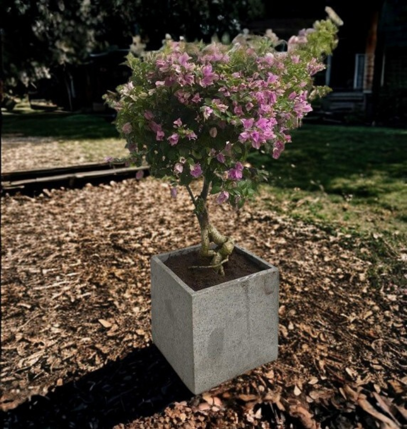 Chậu Xi Măng Đá Mài Vuông Có Chân 50x50 cm