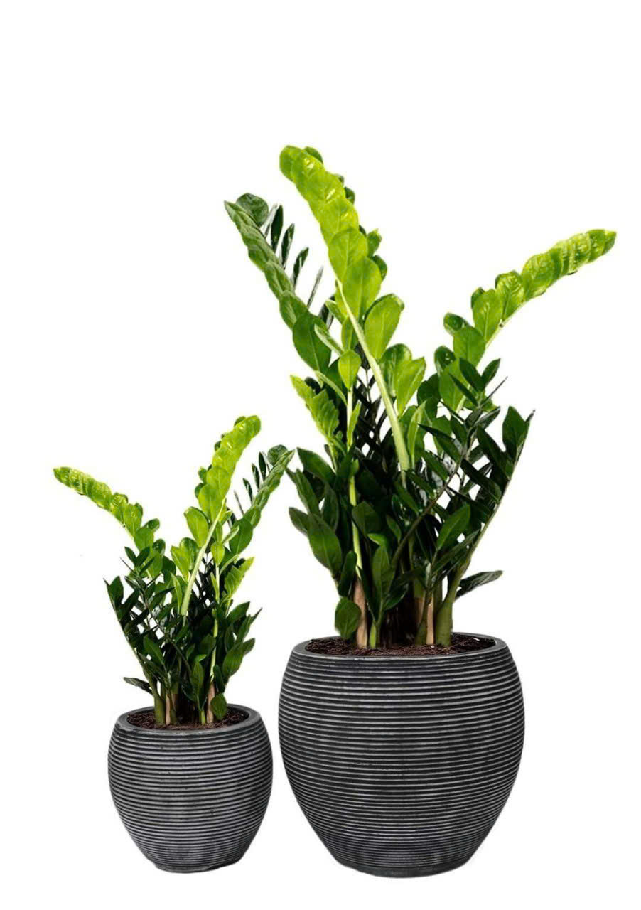 Chậu trồng cây ban công sân thượng