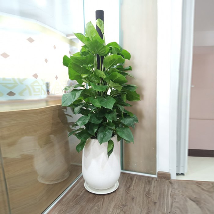 Chậu giọt nước + cây xanh = Vẻ đẹp hiện đại + Tính tự nhiên + Cân bằng năng lượng