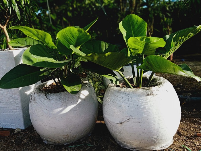 Chậu xi măng đá mài trái banh 55x47 đẹp của Sóc Garden