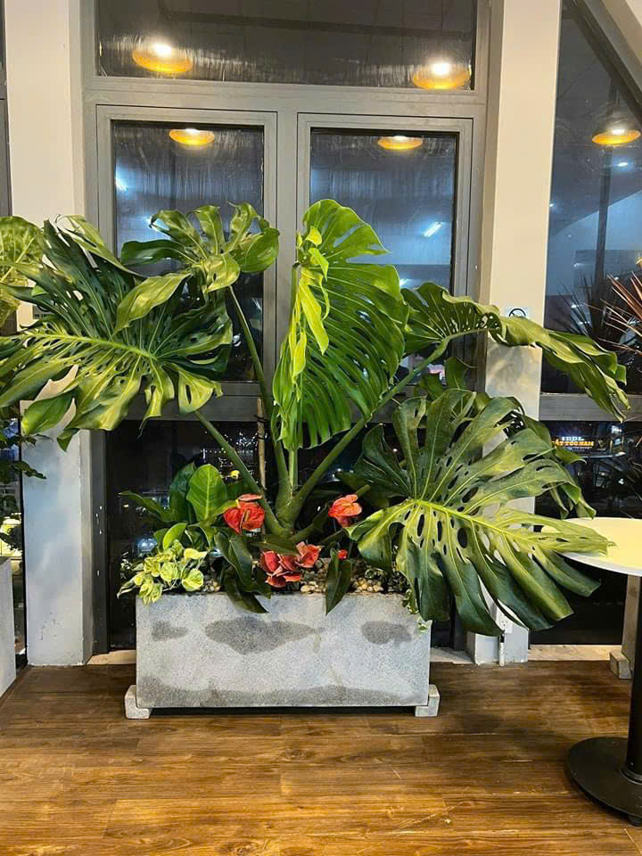 Chậu xi măng đá mài có chân