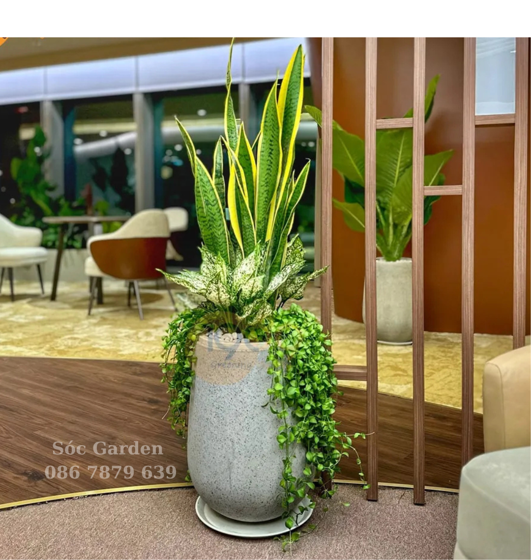 Chậu xi măng hình giọt nước cao là lựa chọn hoàn hảo để trồng các loại cây có thân cao
