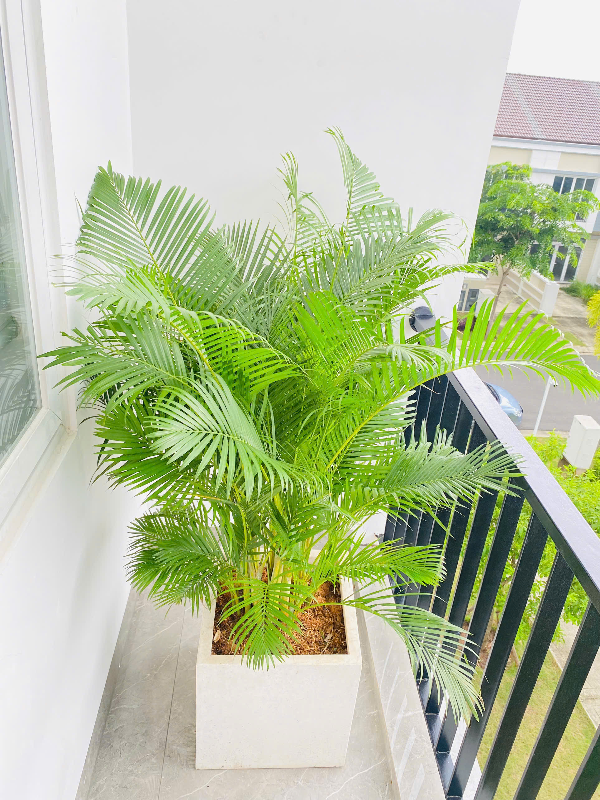 Các mẫu chậu Xi Măng Đá Mài tại Sóc Garden