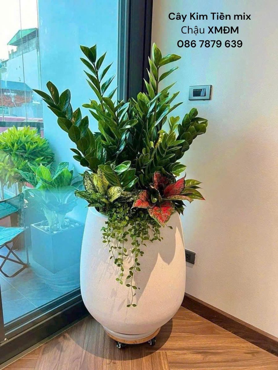 Chậu kim tièn giọt nước điển hình