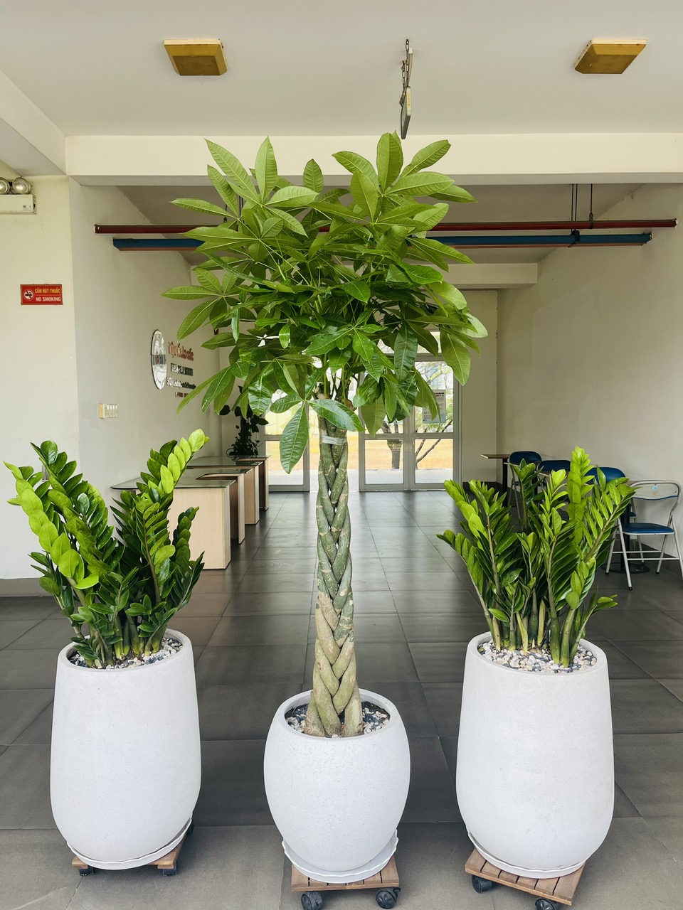 Sức hút của chậu xi măng đá mài còn nằm ở khả năng phối hợp linh hoạt với đa dạng các loại cây cảnh