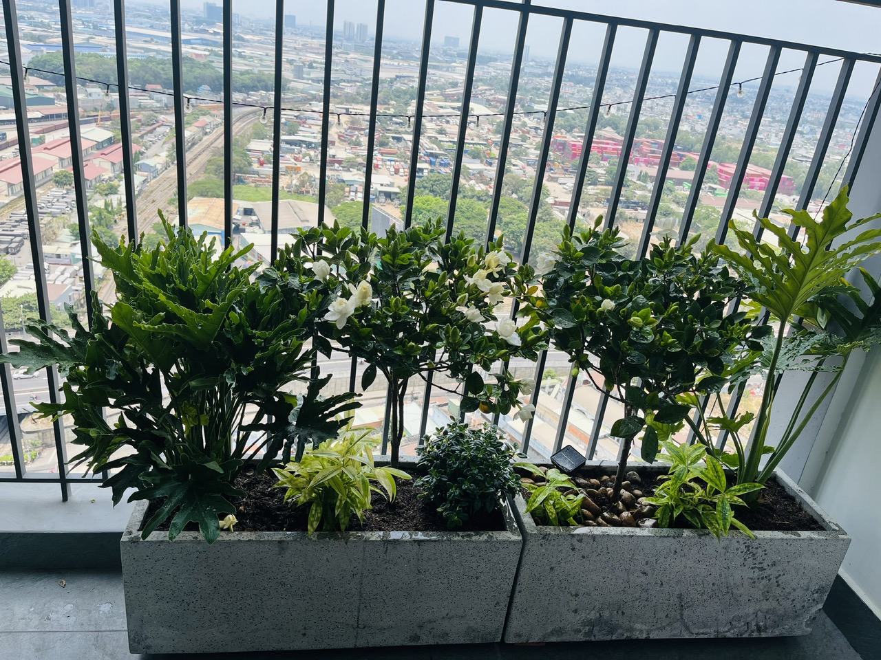Đây là một trong những mẫu chậu được sử dụng phổ biến tại ban công