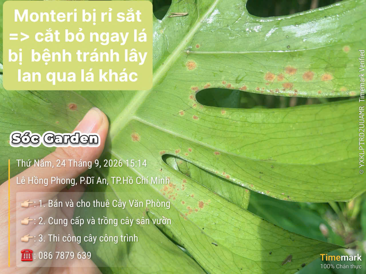 Bệnh rỉ sắt trên Monstera vào mùa mưa