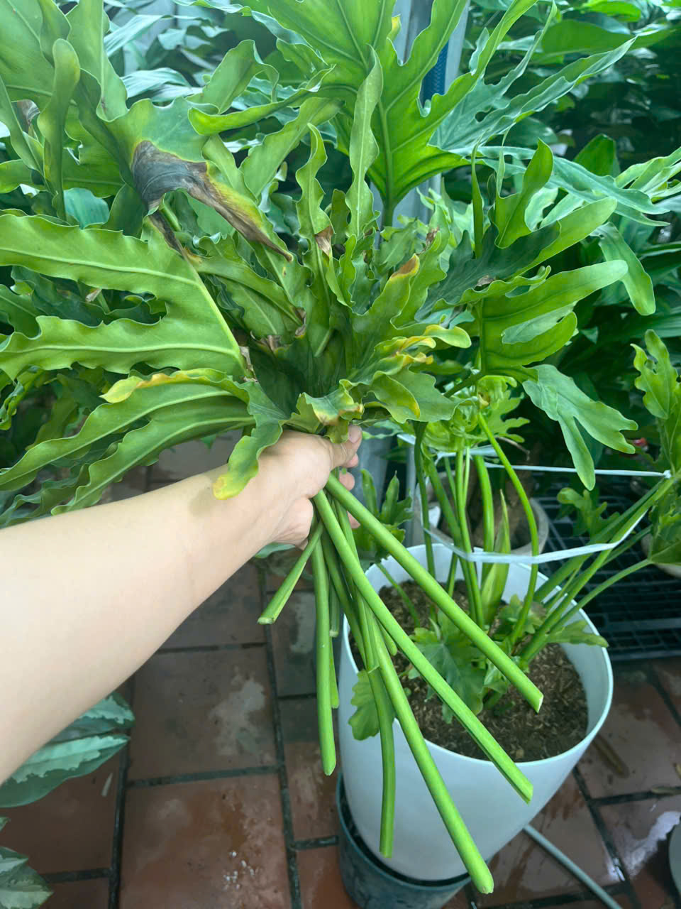 Cắt bỏ lá bị cháy nặng