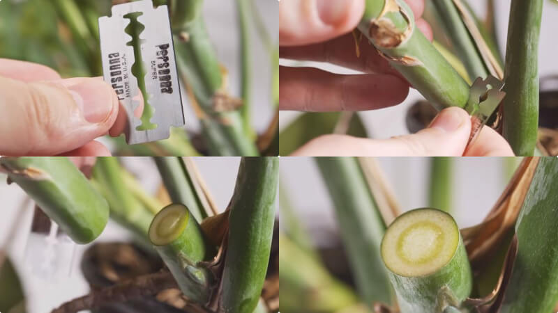 Cách nhân giống trầu bà lá xẻ trong nước
