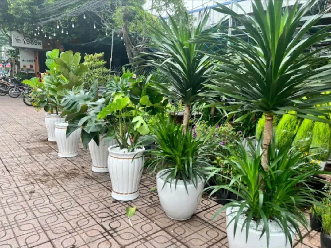 Cây Cảnh Dĩ An