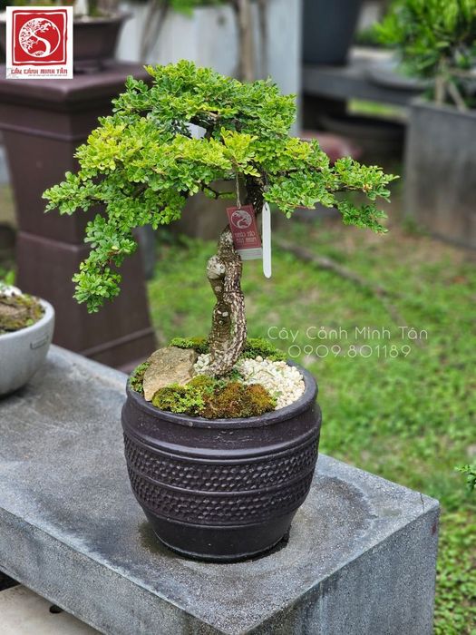 Top 5 Cửa Hàng Cây Cảnh Uy Tín tại Thủ Đức
