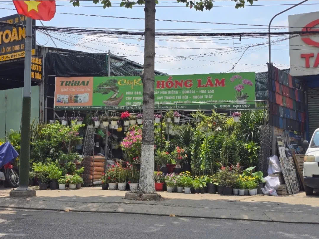 Cây Cảnh Hồng Lâm