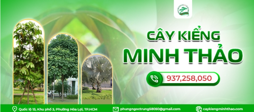 cây cảnh xanh mát